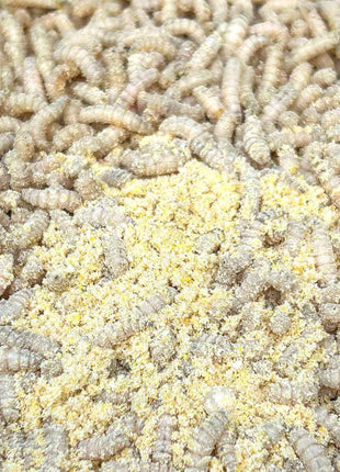 Fjuka Sensate Powder Liquid 1000:1 Fish Accelerant - FULL RANGE - Liquid & Powder