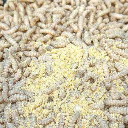 Fjuka Sensate Powder Liquid 1000:1 Fish Accelerant - FULL RANGE - Liquid & Powder