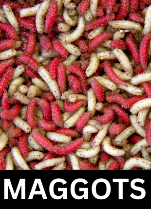 Gallon Live Maggots Bulk Fishing Bait Fresh