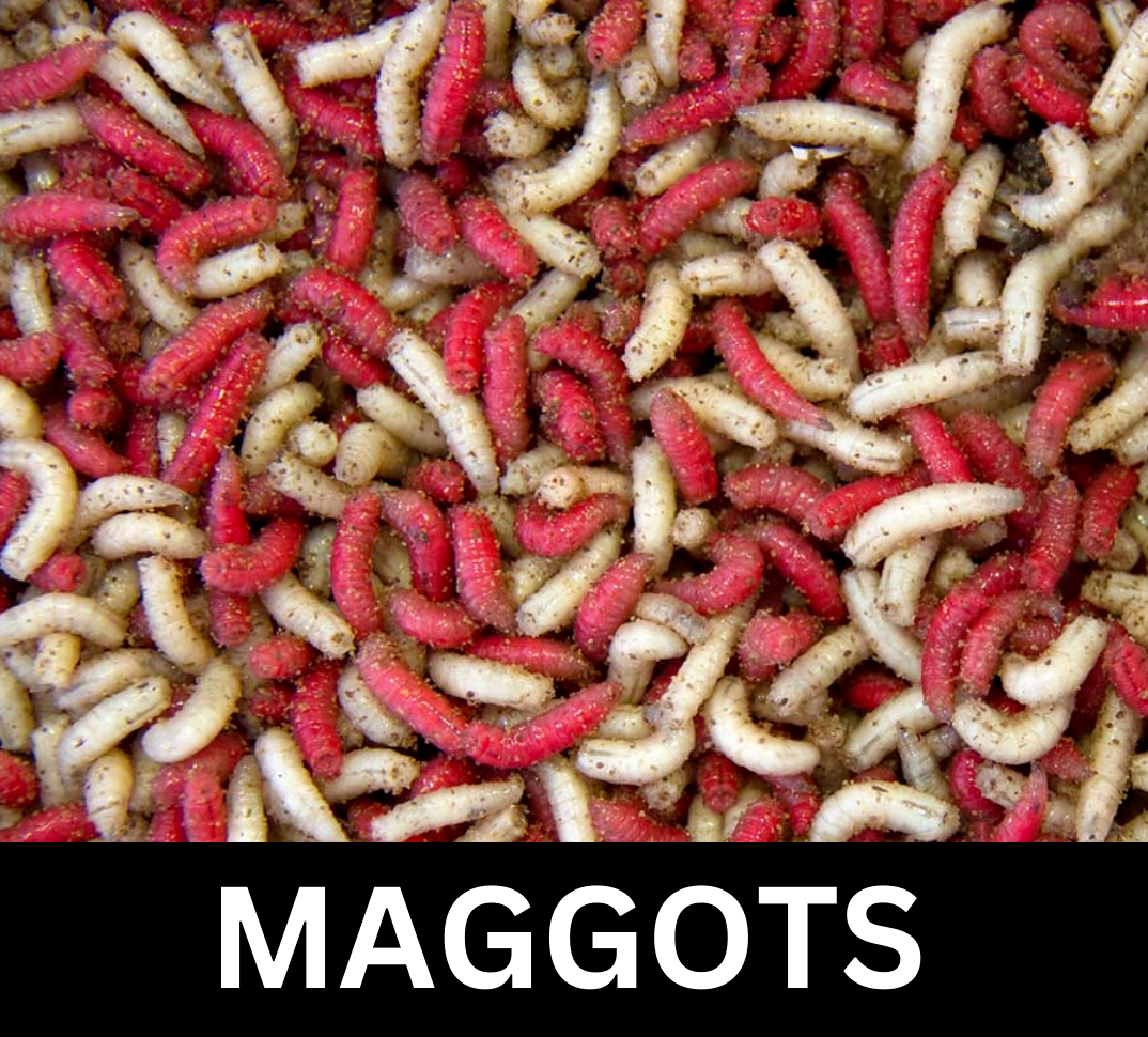 Gallon Live Maggots Bulk Fishing Bait Fresh – Billing Tackle