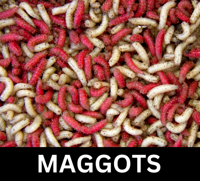 Gallon Live Maggots Bulk Fishing Bait Fresh