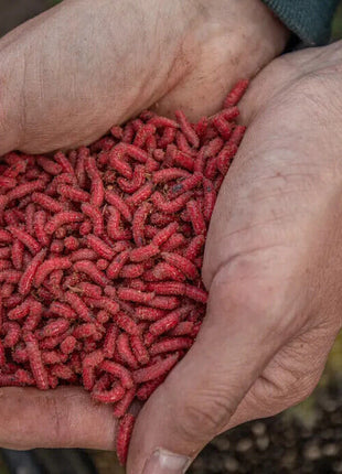 Gallon Live Maggots Bulk Fishing Bait Fresh