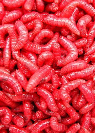 Gallon Live Maggots Bulk Fishing Bait Fresh