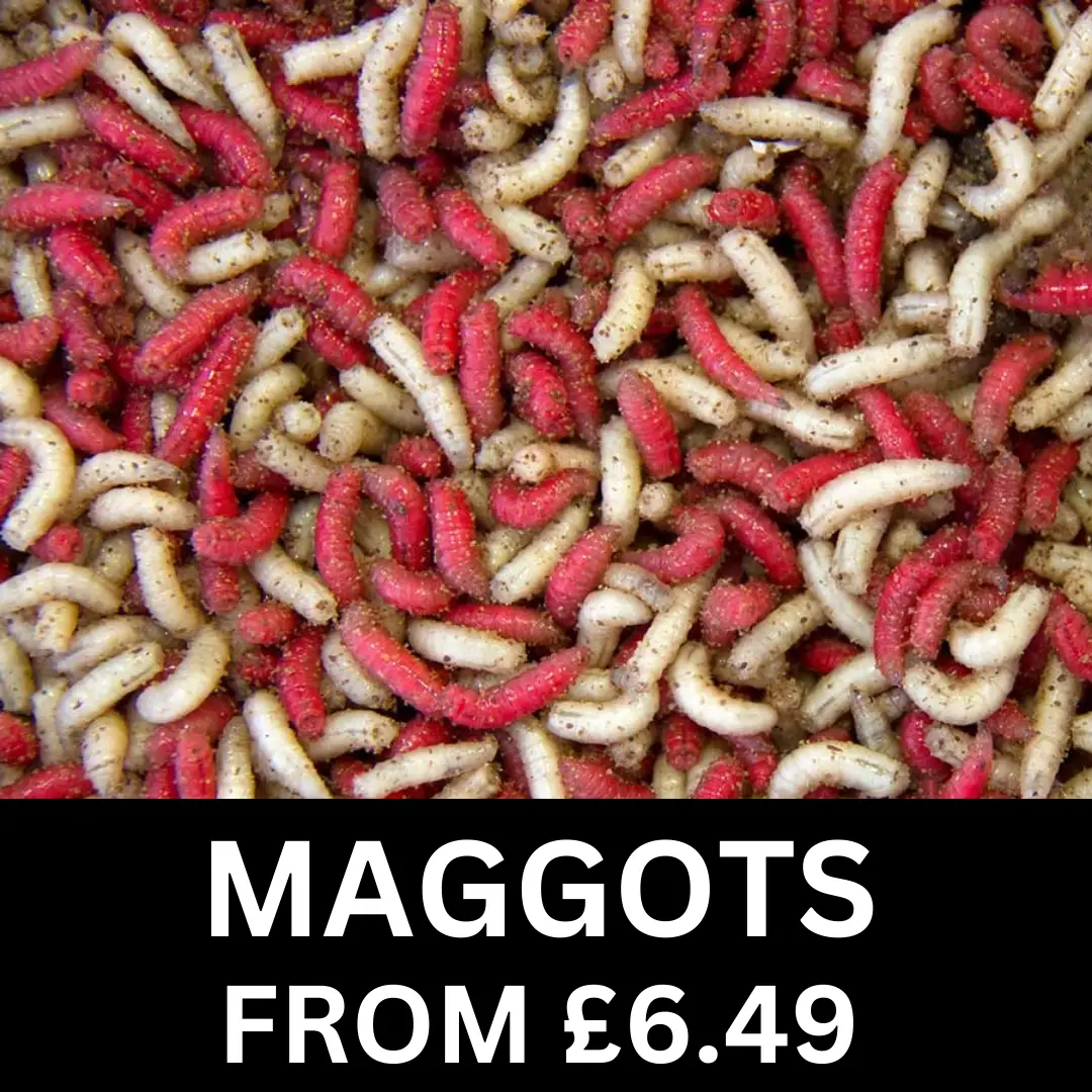 Fresh Cod Maggots Live Maggots Fishing Bait Fresh Reptile Feed - Red, White, Pinkies & M