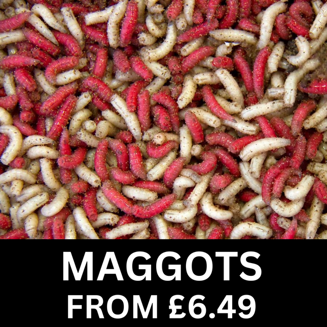 Live Maggots Fishing Bait Fresh Reptile Feed - Red, White, Pinkies & Mixed