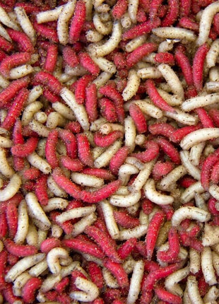 1000 Live Maggots Ice Fishing Bait - White Spikes For Pan Fish & Trout