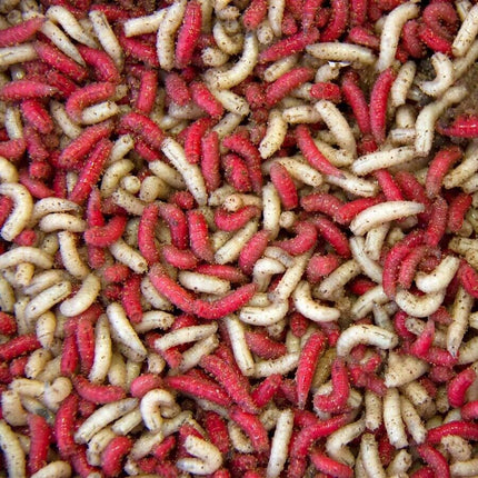 Live Maggots Fishing Bait Fresh Reptile Feed - Red, White, Pinkies & Mixed