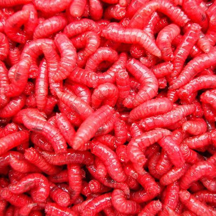 Live Maggots Fishing Bait Fresh Reptile Feed - Red, White, Pinkies & Mixed